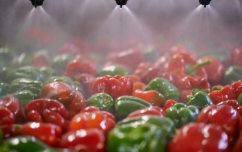Green and red peppers passing under sprinklers while on a conveyor belt in a processing plant