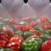 Green and red peppers passing under sprinklers while on a conveyor belt in a processing plant
